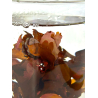 A la Carte Red Seaweed Aquarium systems