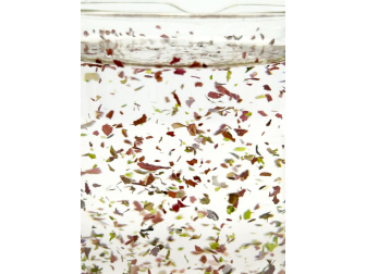 A la Carte Tri-Algae Mix MINI Aquarium systems