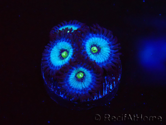 WYSIWYG - Zoanthus Frozen Nebula 2A1