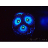 WYSIWYG - Zoanthus Frozen Nebula 2A1