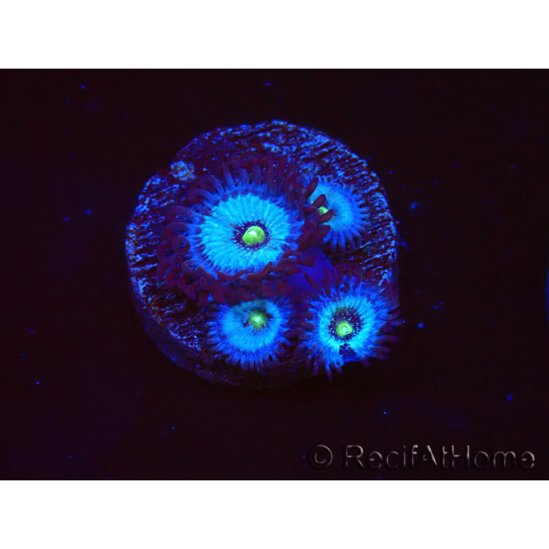 WYSIWYG - Zoanthus Frozen Nebula 2A4