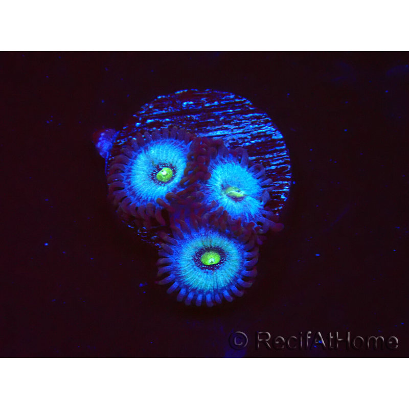 WYSIWYG - Zoanthus Frozen Nebula