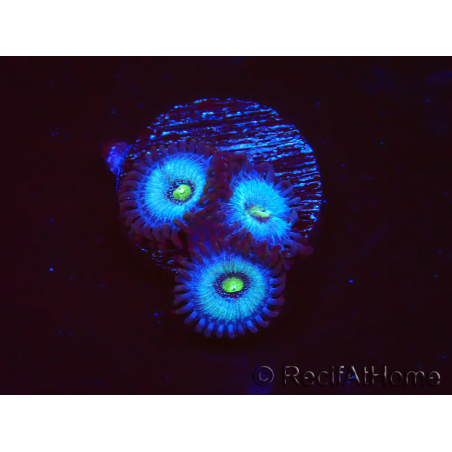 WYSIWYG - Zoanthus Frozen Nebula