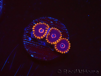 WYSIWYG - Zoanthus Red Hornet 2D11