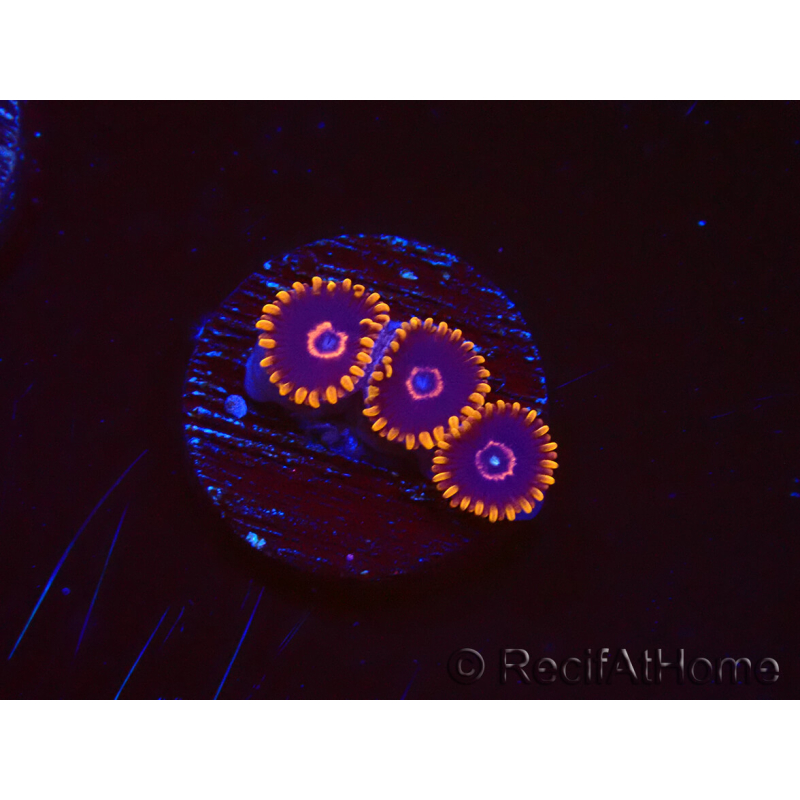 WYSIWYG - Zoanthus Red Hornet 2D11