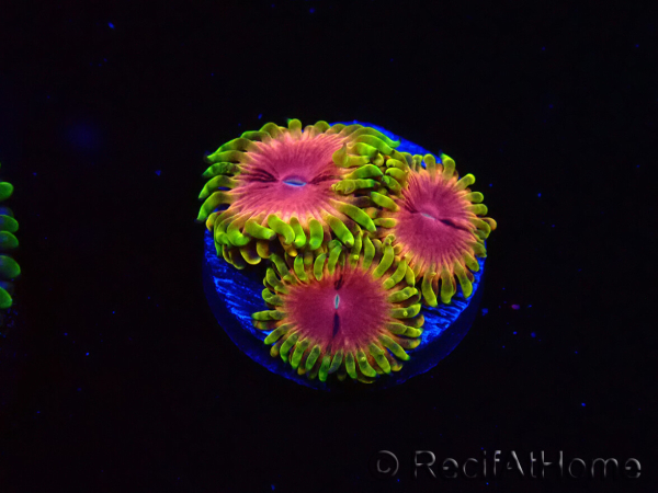 WYSIWYG - RAH Zoanthus Pink Diamond
