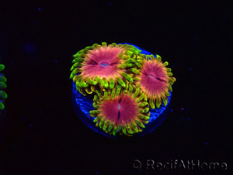 WYSIWYG - RAH Zoanthus Pink Diamond 2M3