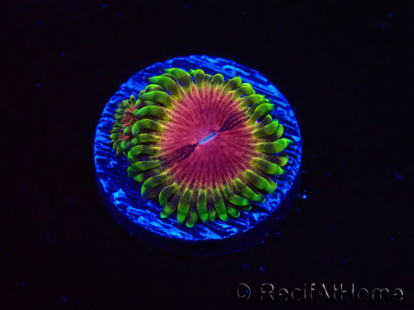WYSIWYG - RAH Zoanthus Pink Diamond 2M4