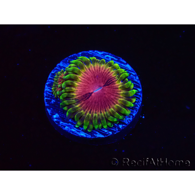 WYSIWYG - RAH Zoanthus Pink Diamond