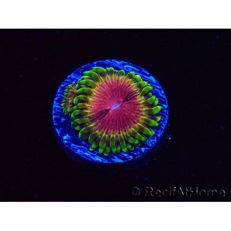 WYSIWYG - RAH Zoanthus Pink Diamond 2M4