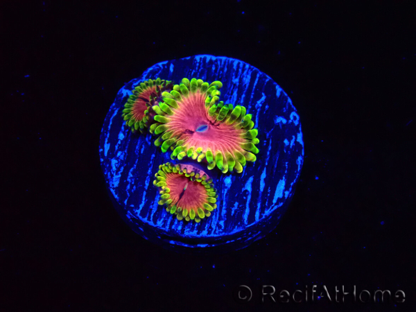 WYSIWYG - RAH Zoanthus Pink Diamond