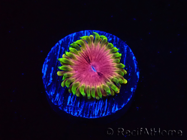 WYSIWYG - RAH Zoanthus Pink Diamond