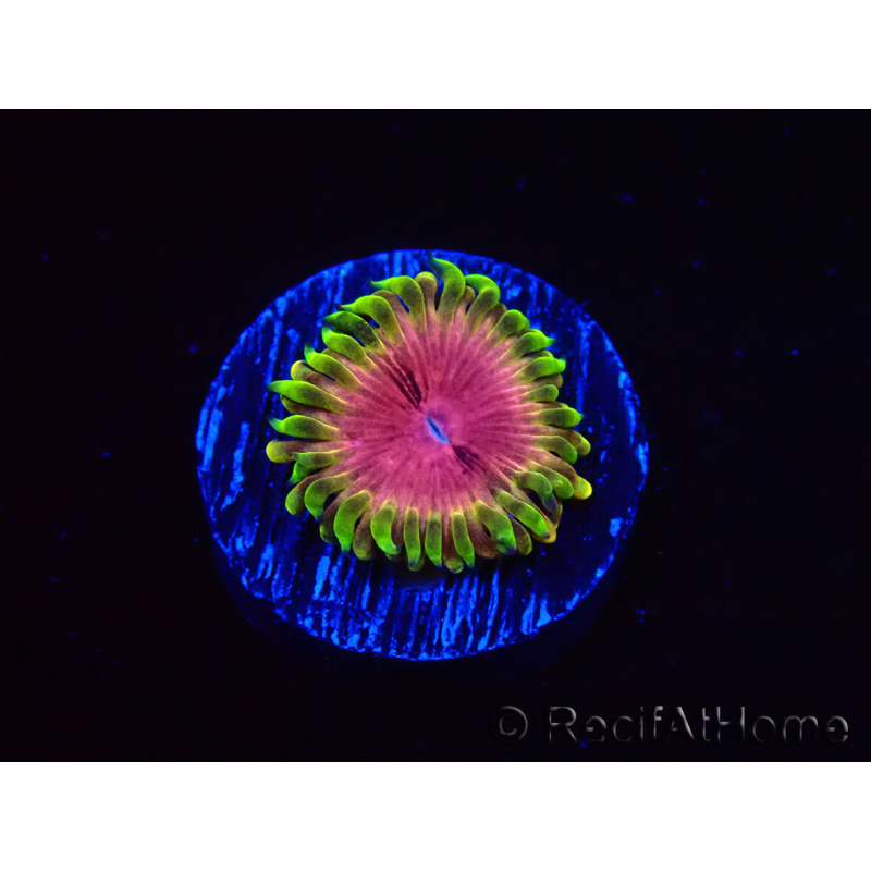 WYSIWYG - RAH Zoanthus Pink Diamond