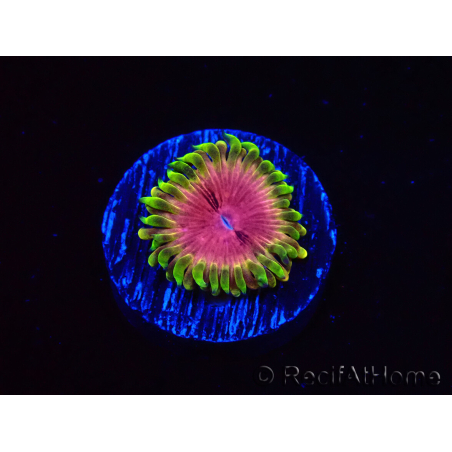 WYSIWYG - RAH Zoanthus Pink Diamond 2M6
