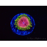 WYSIWYG - RAH Zoanthus Pink Diamond 2M6