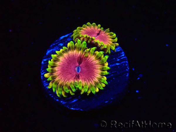 WYSIWYG - RAH Zoanthus Pink Diamond 2M7
