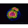 WYSIWYG - RAH Zoanthus Pink Diamond 2M7