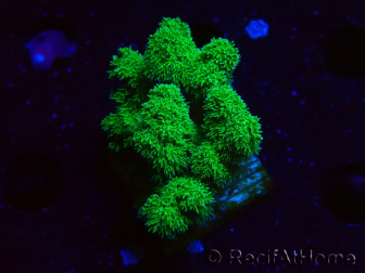 WYSIWYG Pocillopora damicornis yellow-green