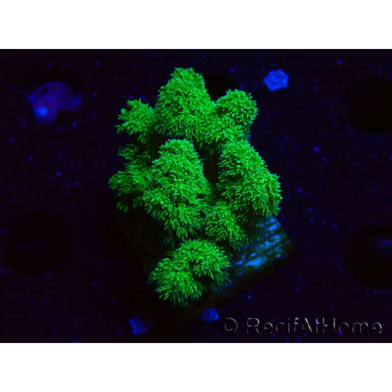 WYSIWYG Pocillopora damicornis jaune vert