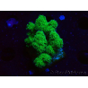 WYSIWYG Pocillopora damicornis amarillo verde