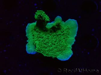 WYSIWYG Montipora Meseta Verde Manzana
