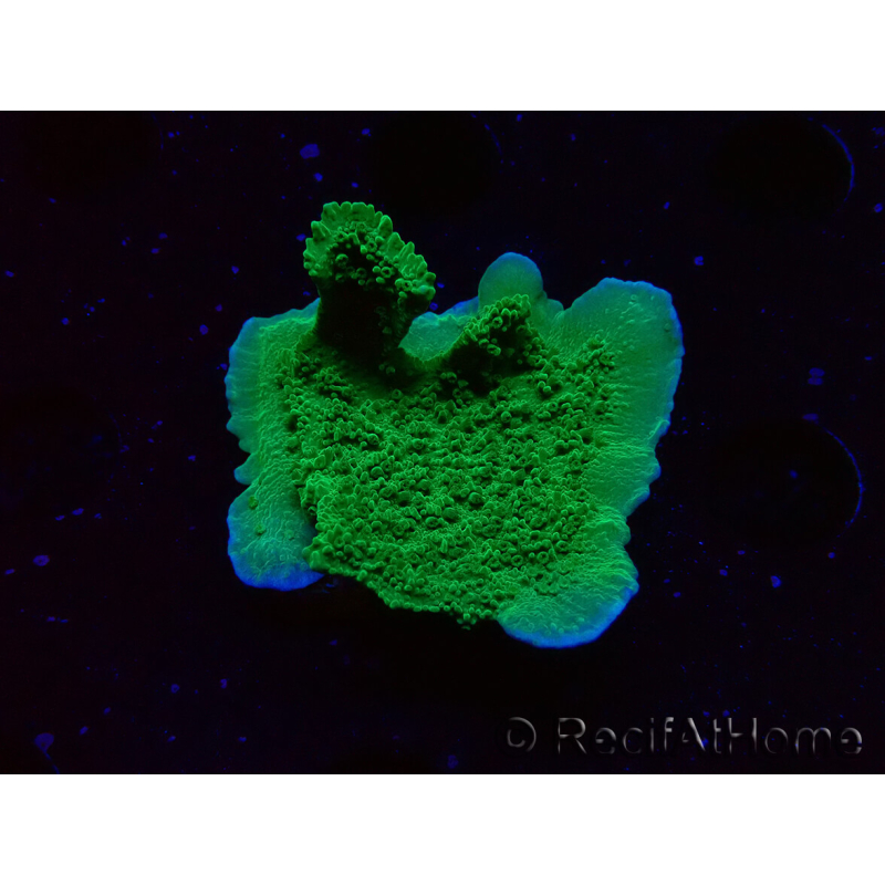 WYSIWYG Montipora Meseta Verde Manzana
