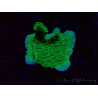 WYSIWYG Montipora Plateau Vert Pomme 1R6