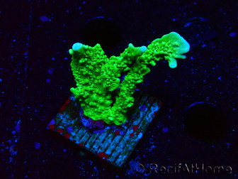 WYSIWYG Montipora stellata
