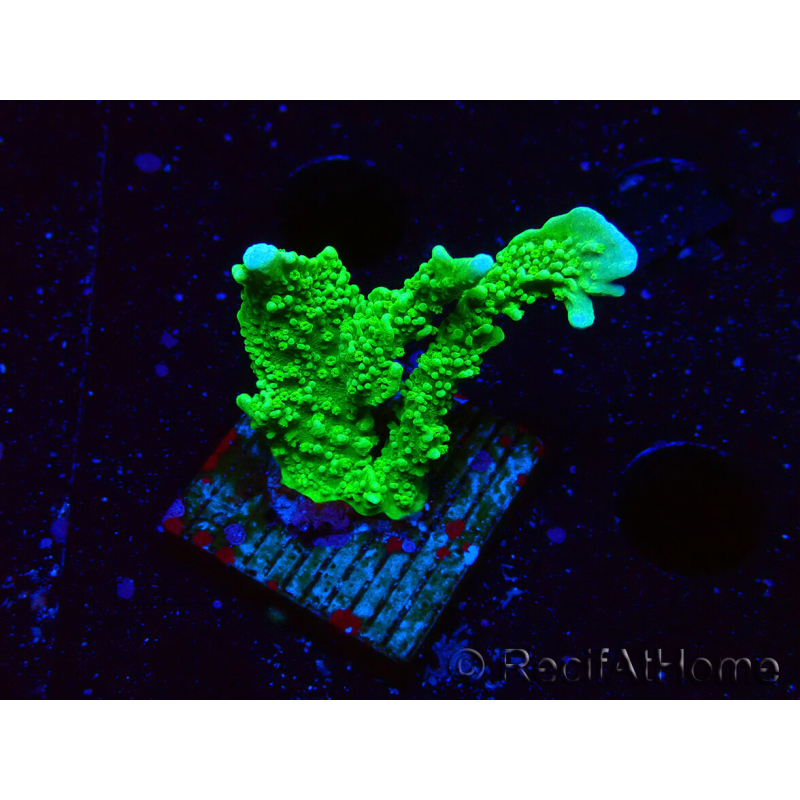 WYSIWYG Montipora stellata 1S1