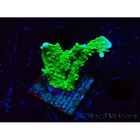 WYSIWYG Montipora stellata