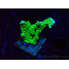 WYSIWYG Montipora stellata