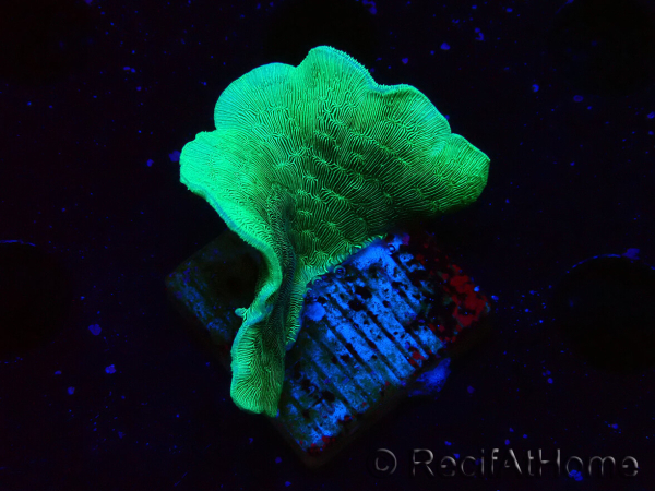 WYSIWYG Pavona cactus