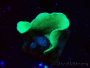 WYSIWYG Pavona cactus