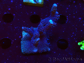 WYSIWYG Montipora Polype Violet