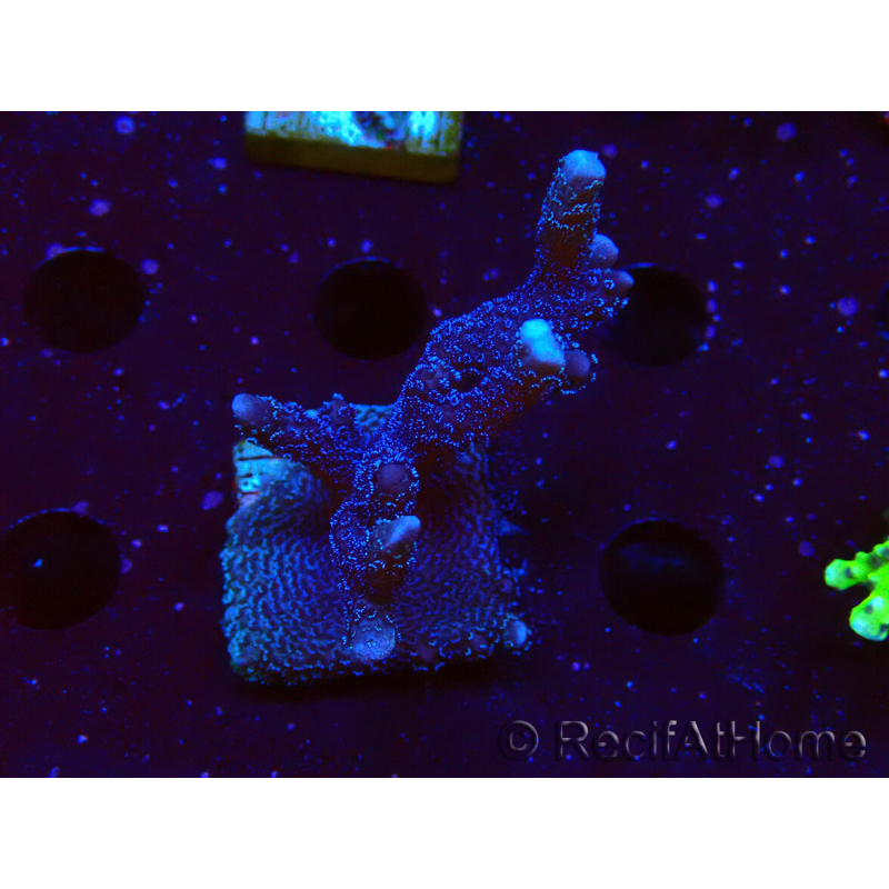 WYSIWYG Montipora Polype Violet
