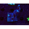 WYSIWYG Montipora Polype Violet