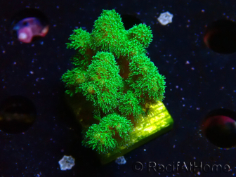 WYSIWYG Pocillopora damicornis yellow-green