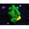 WYSIWYG Pocillopora damicornis jaune vert