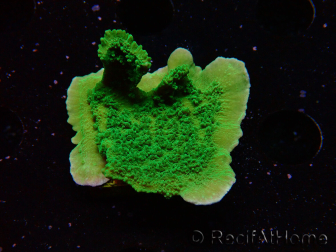 WYSIWYG Montipora Plateau Vert Pomme 1R6