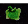 WYSIWYG Montipora Plateau Vert Pomme 1R6