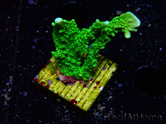 WYSIWYG Montipora stellata 1S1