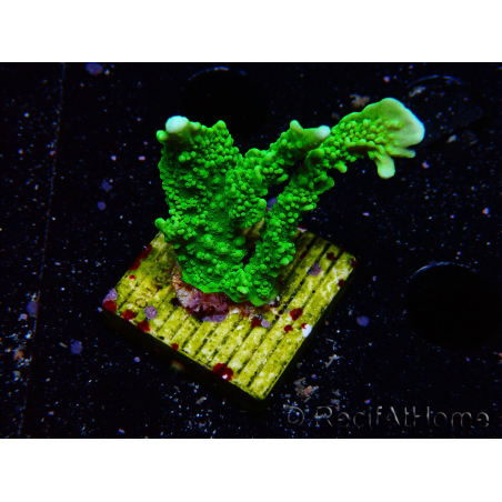 WYSIWYG Montipora stellata