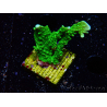 WYSIWYG Montipora stellata