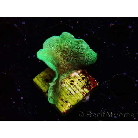 WYSIWYG Pavona cactus