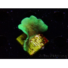 WYSIWYG Pavona cactus 1T5