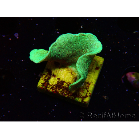 WYSIWYG Pavona cactus