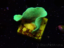 WYSIWYG Pavona cactus