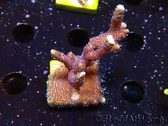 WYSIWYG Montipora Polype Violet