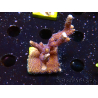 WYSIWYG Montipora Polype Violet