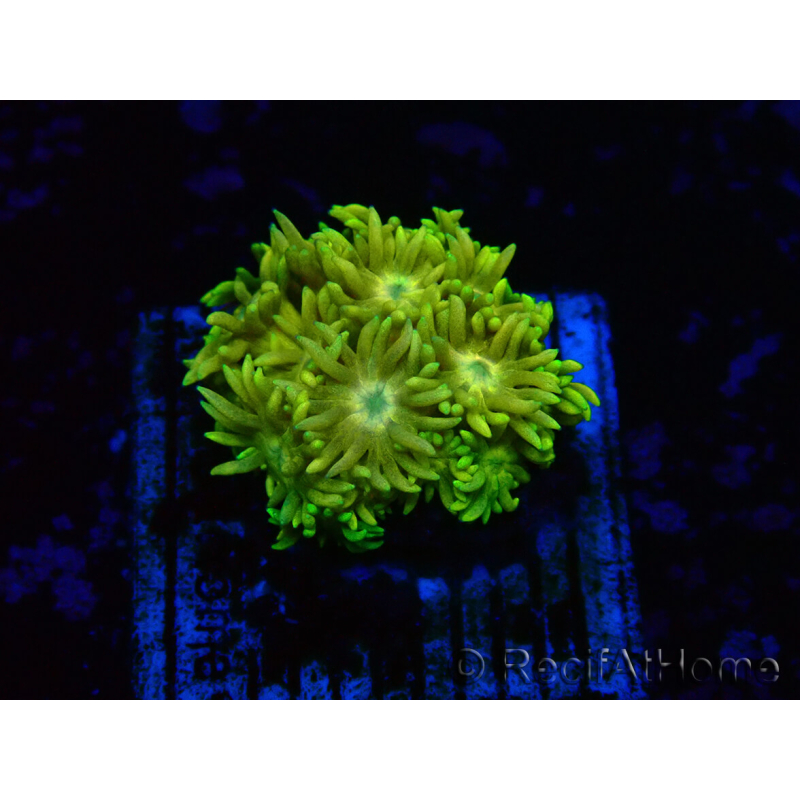 WYSIWYG Goniopora 9G1